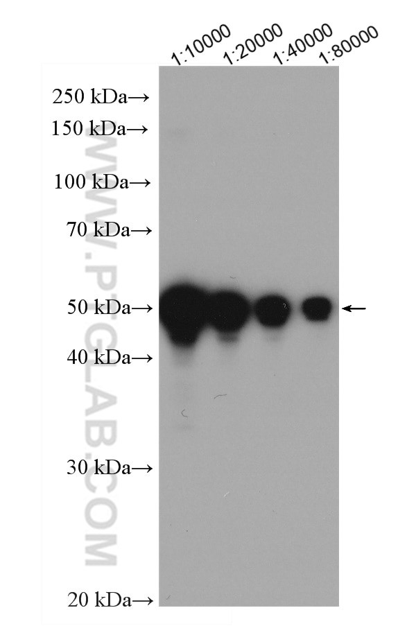 DDDDK Tag Antibody in Western Blot (WB)