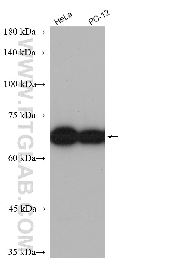 Lamin B1 Antibody in Western Blot (WB)