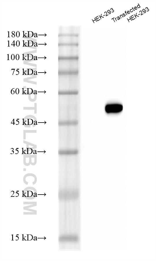 Alpha Tubulin Antibody in Western Blot (WB)