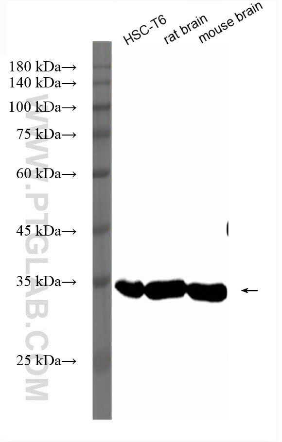 Beta Actin Antibody in Western Blot (WB)