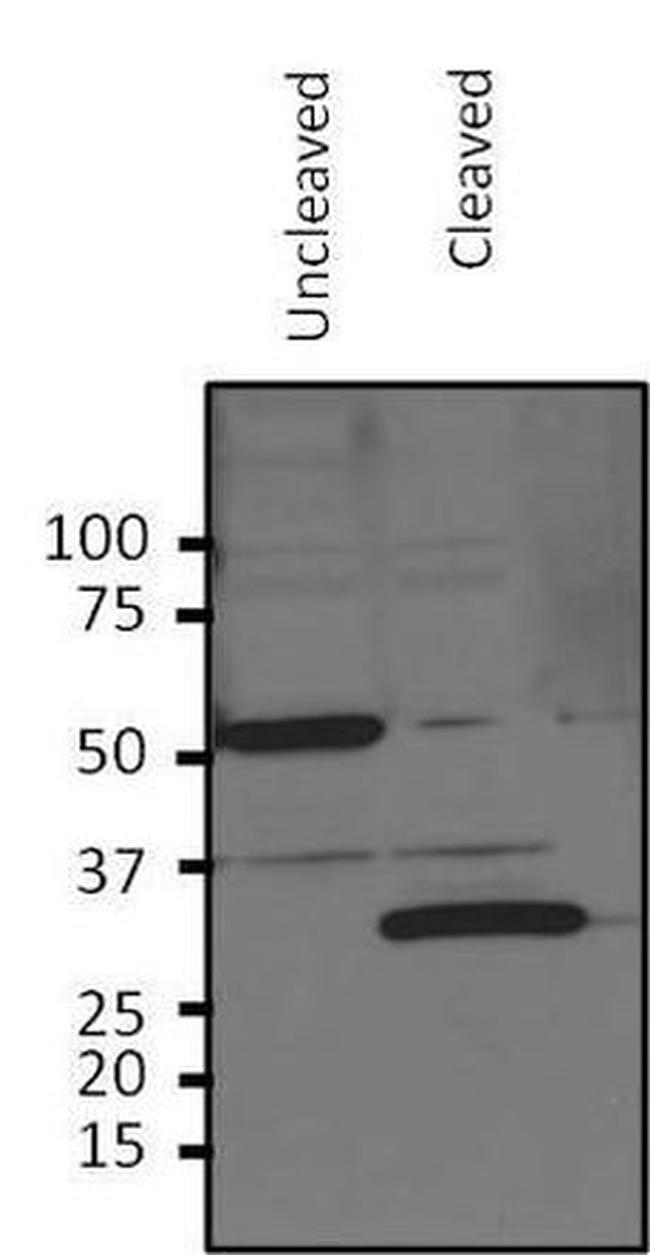 HRV3C Antibody in Western Blot (WB)