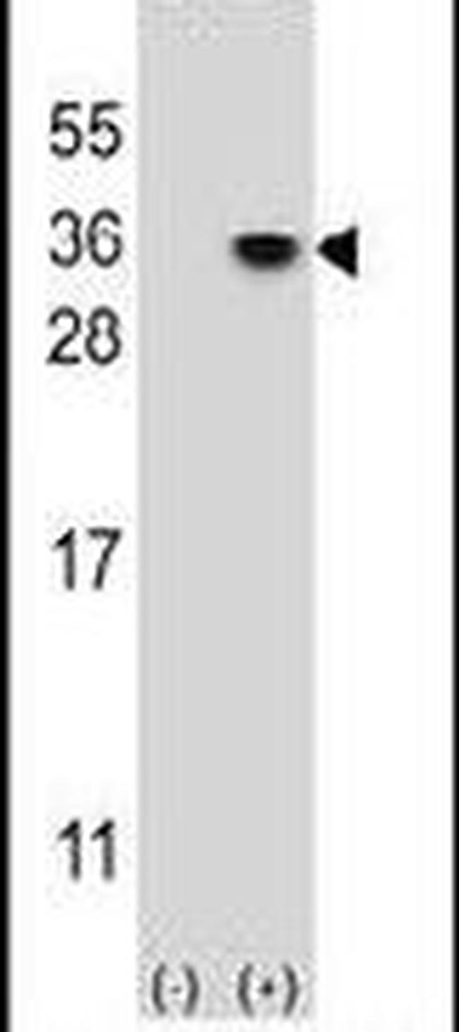 HS2ST1 Antibody in Western Blot (WB)