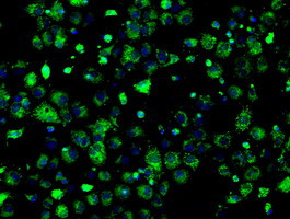 HSD17B10 Antibody in Immunocytochemistry (ICC/IF)
