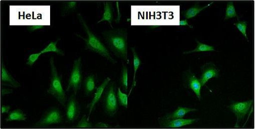 HSF1 Antibody in Immunocytochemistry (ICC/IF)