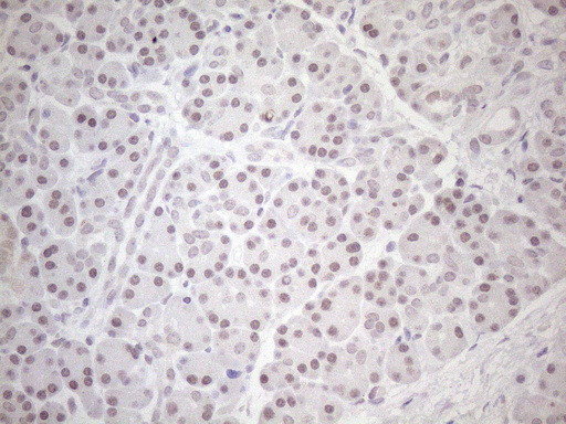 HSF2 Antibody in Immunohistochemistry (Paraffin) (IHC (P))