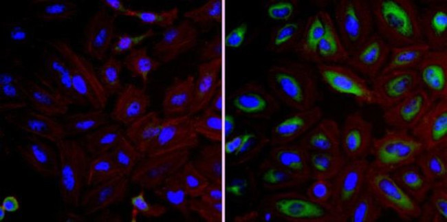 FKBP4 Antibody in Immunocytochemistry (ICC/IF)