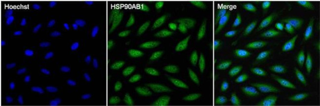 HSP90 beta Antibody in Immunocytochemistry (ICC/IF)