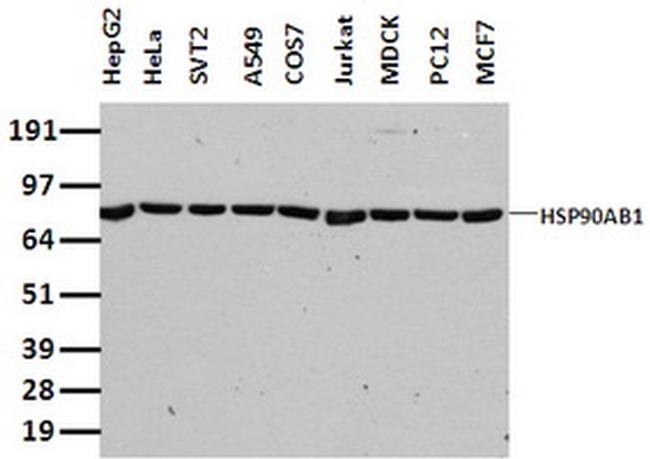 HSP90AB1 (HSP90) Antibody in Western Blot (WB)
