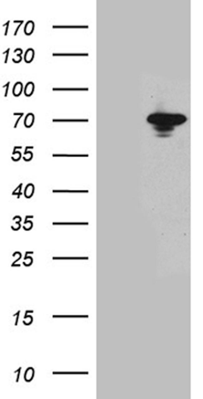 HSPA1L Antibody in Western Blot (WB)