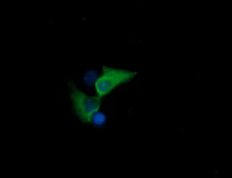 HSPA8 Antibody in Immunocytochemistry (ICC/IF)