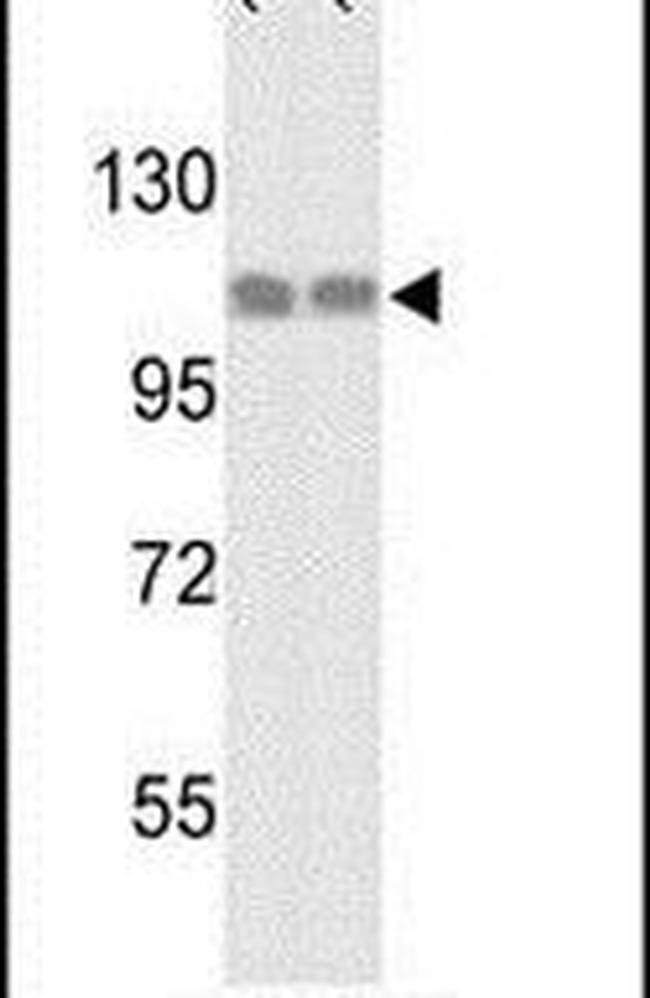 HSP105 Antibody in Western Blot (WB)