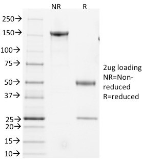 CD3e Antibody in SDS-PAGE (SDS-PAGE)