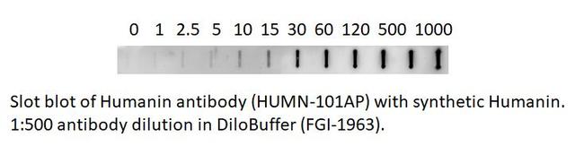 Humanin Antibody in Western Blot (WB)