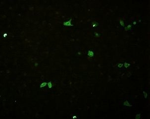 Influenza B NP Antibody in Immunocytochemistry (ICC/IF)