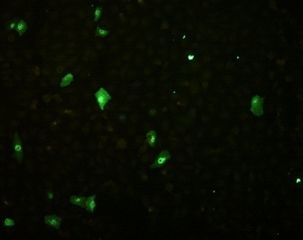Influenza B NP Antibody in Immunocytochemistry (ICC/IF)