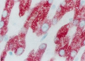 MBL2 Antibody in Immunohistochemistry (Paraffin) (IHC (P))