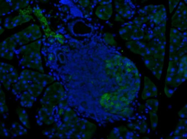 GLP-1 Antibody in Immunohistochemistry (IHC)