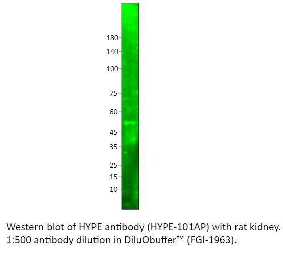 HYPE Antibody in Western Blot (WB)