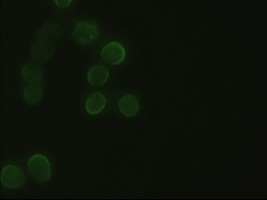 Hex Antibody in Immunocytochemistry (ICC/IF)