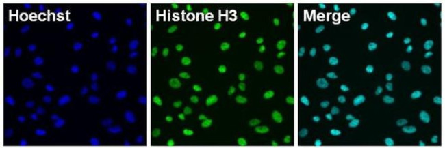 Histone H3 Antibody in Immunocytochemistry (ICC/IF)