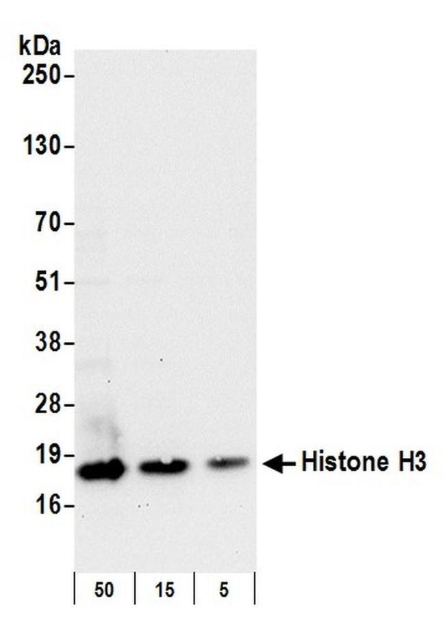 Histone H3 Antibody in Western Blot (WB)