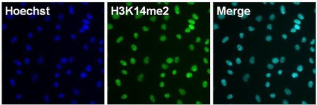 H3K14me2 Antibody in Immunocytochemistry (ICC/IF)