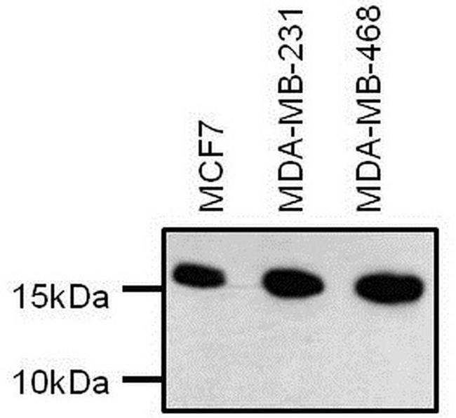H3K14me2 Antibody in Western Blot (WB)