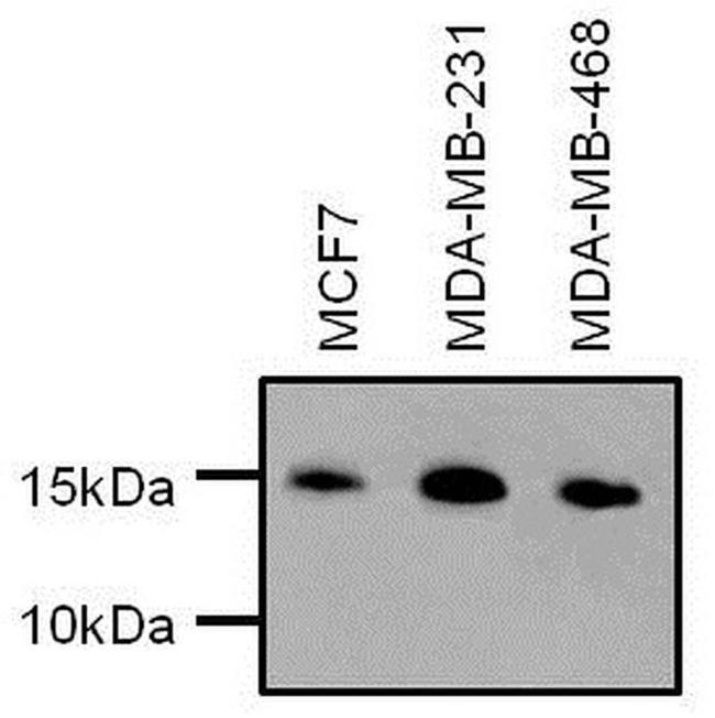 H3K9me2S10phK27me2S28ph Antibody in Western Blot (WB)