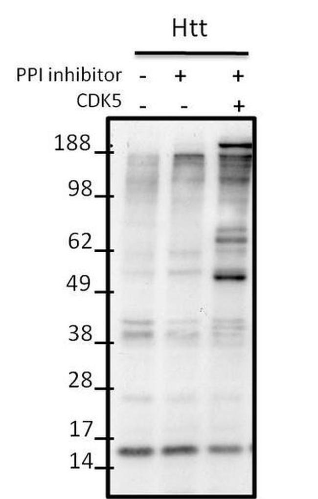 Phospho-Huntingtin (Ser434) Antibody in Western Blot (WB)
