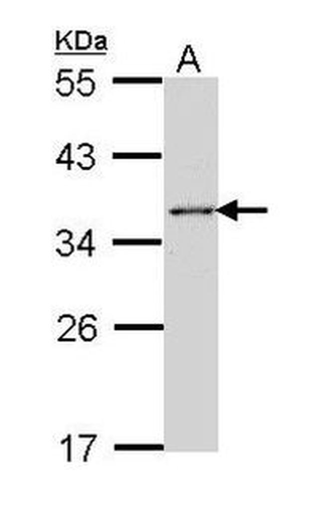 HuR Antibody in Western Blot (WB)