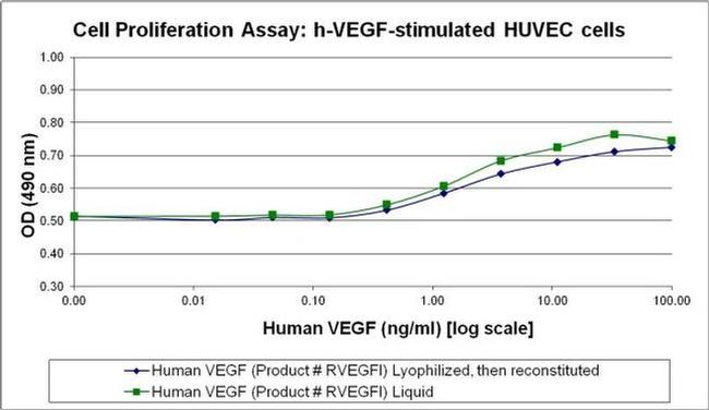 Human VEGF-165 Protein in Bioactivity (Bioactivity)