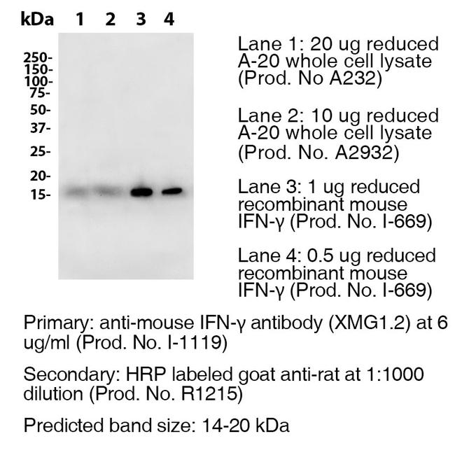 IFN gamma Antibody in Western Blot (WB)
