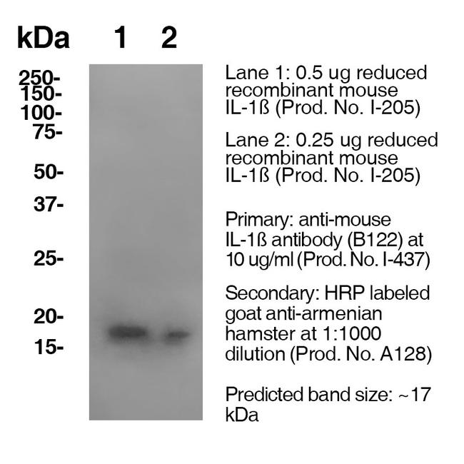 IL-1 beta Antibody in Western Blot (WB)