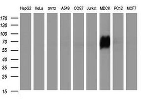 ICAM3 Antibody in Western Blot (WB)
