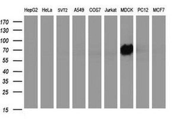 ICAM3 Antibody in Western Blot (WB)