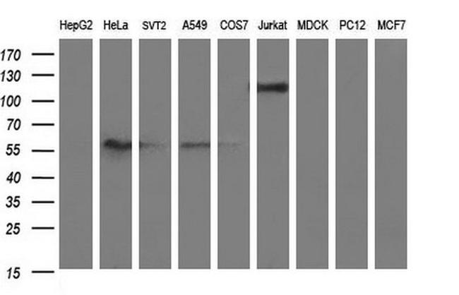 ICAM3 Antibody in Western Blot (WB)