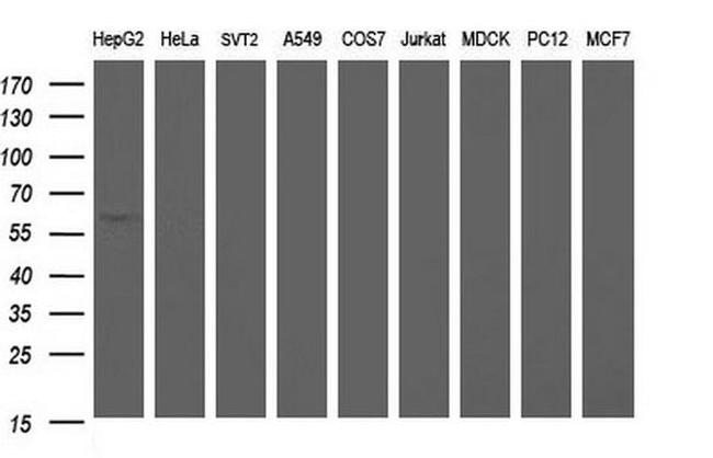 ICAM3 Antibody in Western Blot (WB)