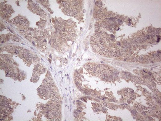 ICOSLG Antibody in Immunohistochemistry (Paraffin) (IHC (P))