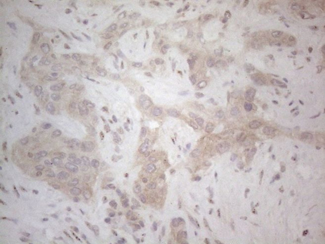 ICOSLG Antibody in Immunohistochemistry (Paraffin) (IHC (P))