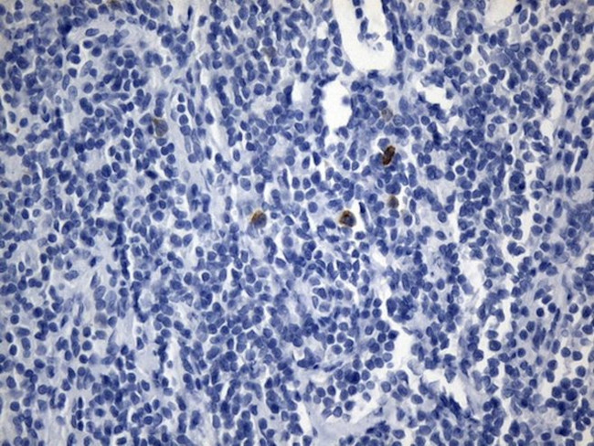 ICOSLG Antibody in Immunohistochemistry (Paraffin) (IHC (P))