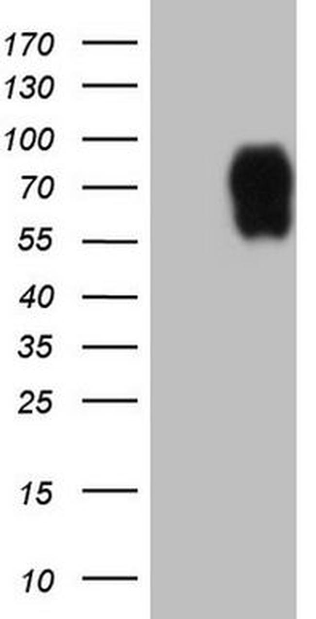 ICOSLG Antibody in Western Blot (WB)