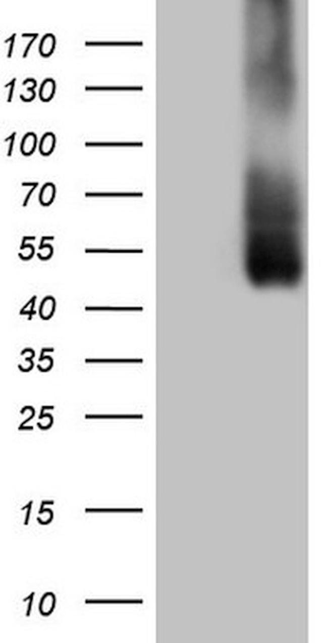 ICOSLG Antibody in Western Blot (WB)