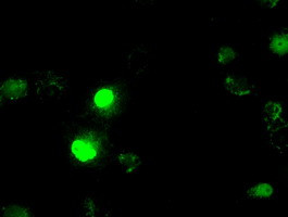 ID3 Antibody in Immunocytochemistry (ICC/IF)