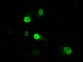 ID3 Antibody in Immunocytochemistry (ICC/IF)