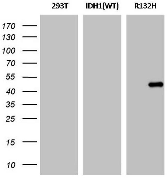 IDH1 (mutant R132H) Antibody in Western Blot (WB)