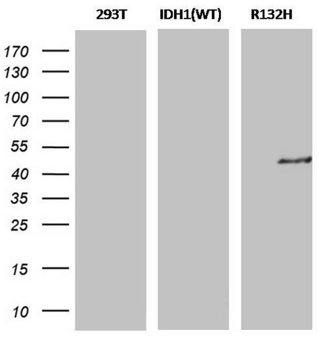 IDH1 (mutant R132H) Antibody in Western Blot (WB)