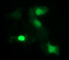 IDO1 Antibody in Immunocytochemistry (ICC/IF)