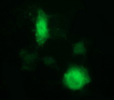 IDO1 Antibody in Immunocytochemistry (ICC/IF)