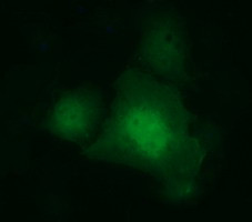 IDO1 Antibody in Immunocytochemistry (ICC/IF)