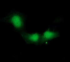 IDO1 Antibody in Immunocytochemistry (ICC/IF)